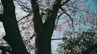 【pvsf2023Sp】桜と電車撮りに行ったよ - ryuto_tkg | PVSF archive